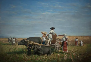 Corn Harvest in Transylvania